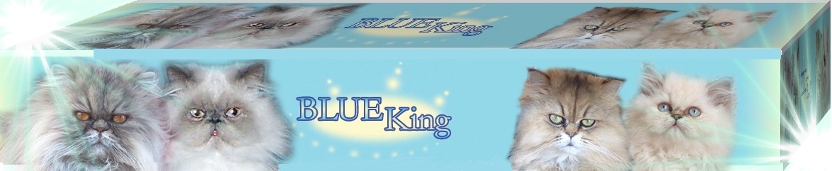  BLUE KING KENNEL-Himalja Perzsa Macska